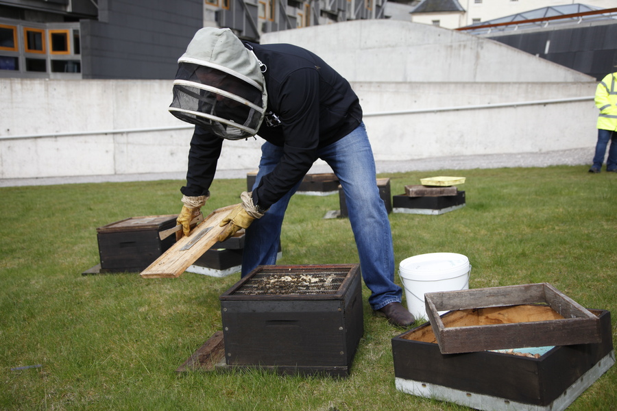 Stuart Hood of Hoods Honey installs four new beehives at the Scottish Parliament. 